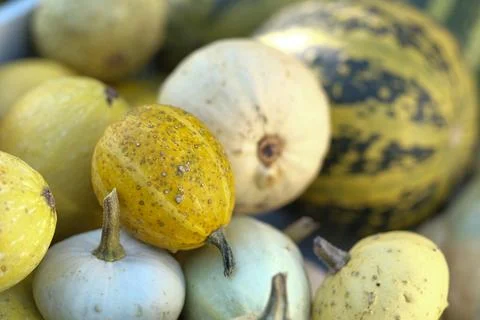 Pumpkins Stock Photos
