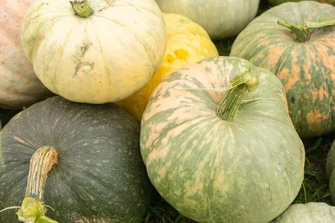 Pumpkins Stock Photos