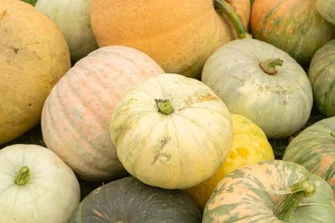 Pumpkins Stock Photos