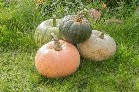 Pumpkins Foto stock