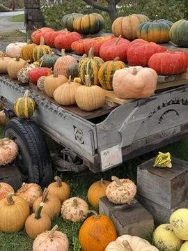 Pumpkins Stock Photos