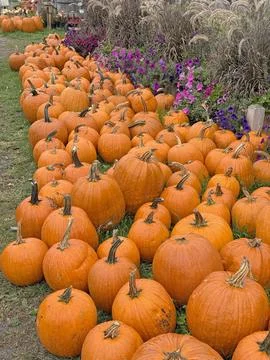 Pumpkins Stock Photos