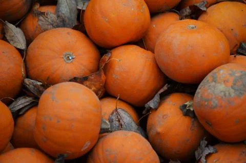 Pumpkins in a pile Foto stock