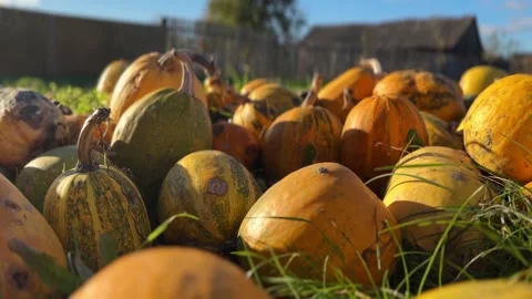 Pumpkins Piled Outdoors Stock Footage 308257636