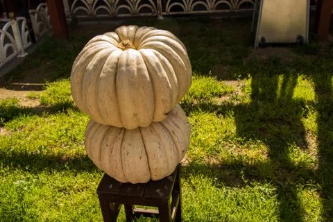 Pumpkins piled up waiting to be used for cooking Stock-Fotos