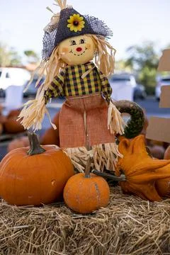 Pumpkins with a Playful Scarecrow Doll on Haystack Stock Photos