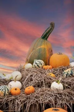 Pumpkins  on a  pumpkin farm Stock Photos