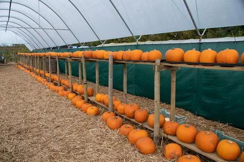 Pumpkins  on a  pumpkin farm Stock Photos