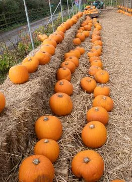 Pumpkins  on a  pumpkin farm Stock Photos