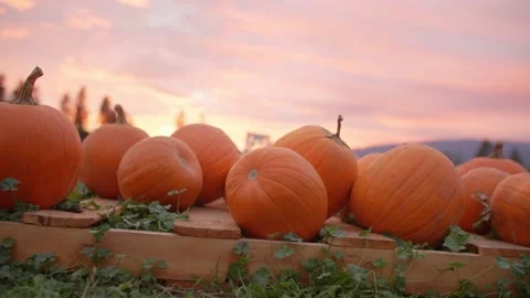 Pumpkins in pumpkin patch, beautiful sunset 库存影片 219405420