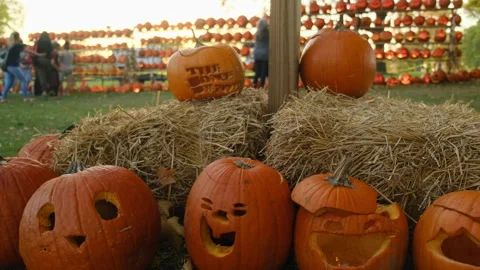 Pumpkins on a pumpkin patch farm autumn fall Halloween festival Video stock 253239699