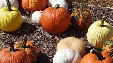 Pumpkins in a pumpkin patch 스톡 동영상 217224155