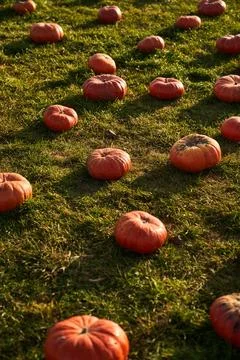 Pumpkins in pumpkin patch in October. Stock Photos