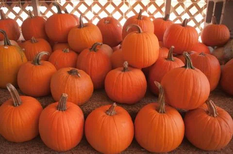 Pumpkins on pumpkin patch Stock Photos