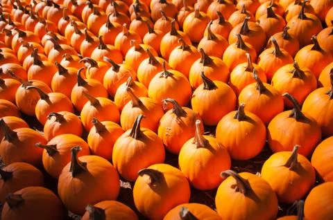 Pumpkins on pumpkin patch 스톡 사진
