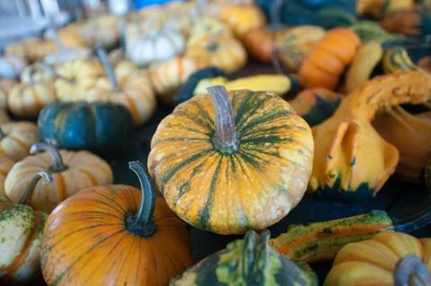 Pumpkins on pumpkin patch Stock Photos