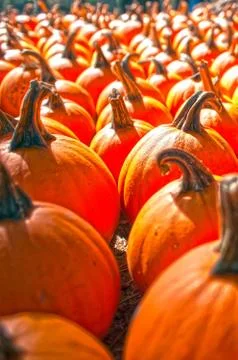 Pumpkins on pumpkin patch 스톡 사진