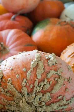 Pumpkins on pumpkin patch Stock Photos