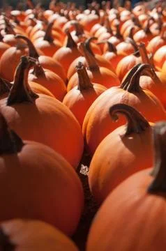Pumpkins on pumpkin patch Stock Photos