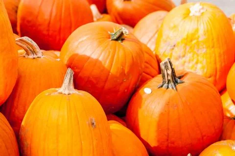 Pumpkins on a pumpkin patch Fotos de archivo