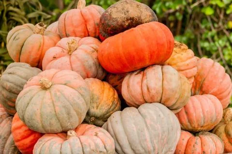 Pumpkins on a pumpkin patch Foto stock