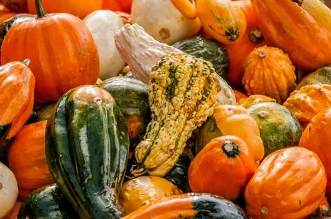 Pumpkins on a pumpkin patch Fotos de archivo