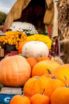 Pumpkins on a pumpkin patch Fotos de archivo