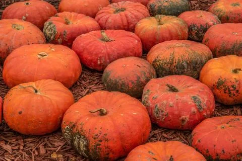Pumpkins at the pumpkin patch Stock Photos