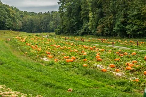 Pumpkins in a pumpkin patch Foto stock
