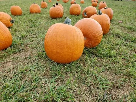 Pumpkins in a pumpkin patch  Stock Photos
