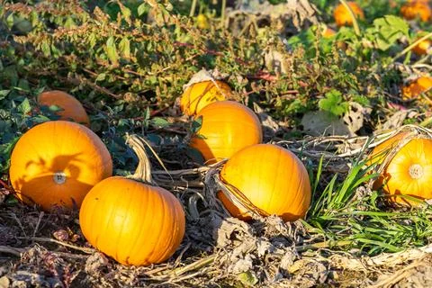 Pumpkins in the pumpkin patch Stock Photos