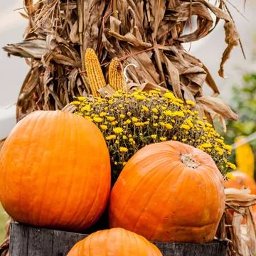  pumpkins on a pumpkin patch pumpkins on a pumpkin patch Copyright: xZoona... Fotos de archivo