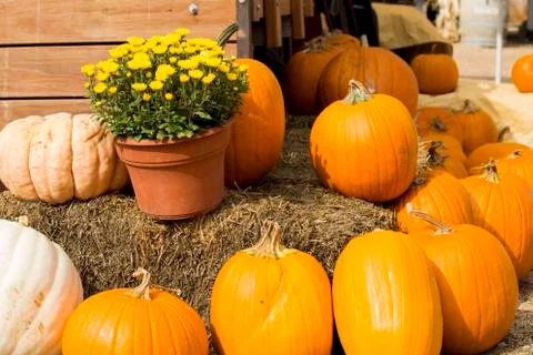 Pumpkins ready for Halloween Foto stock