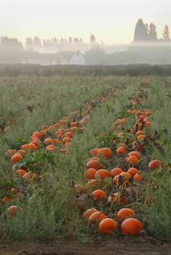 Pumpkins Ready for Harvest Stock Photos