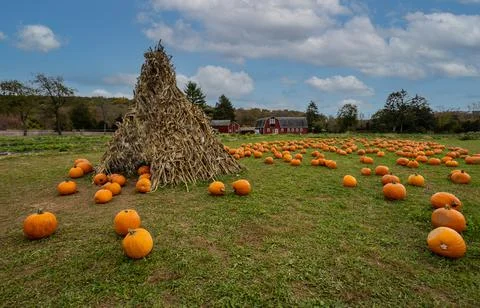 Pumpkins ready for harvest at a pumpkin patch farm Foto stock