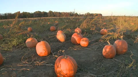 Pumpkins ready for harvesting (1 of 5) Video stock 886424