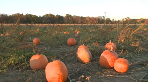 Pumpkins ready for harvesting (4 of 5) Stock Footage 886147