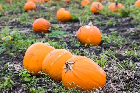 Pumpkins ready for picking Stock Photos