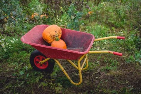 Pumpkins in a red wheelbarrow Stock Photos
