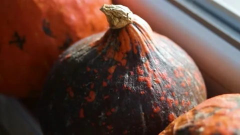 Pumpkins rest in display arrangement by bright window light Stock Footage 344899669