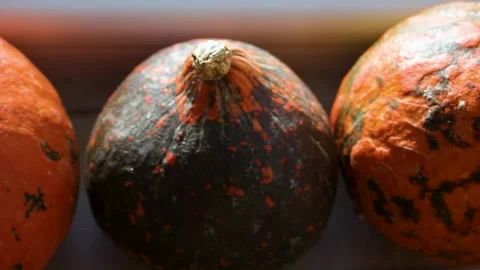 Pumpkins rest in harvest display, orange and dark gourds lined in rows Stock Footage 344899772