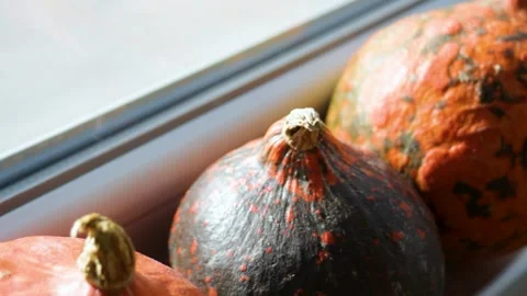 Pumpkins rest in soft window light, with one dark gourds Stock Footage 344899773
