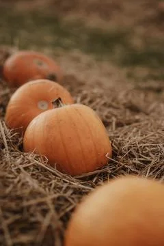 Pumpkins in the row on the ground. pumpkin patch Stock Photos