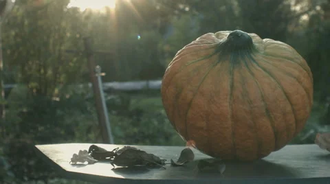 Pumpkins on rural landscape background Stock Footage 69055334