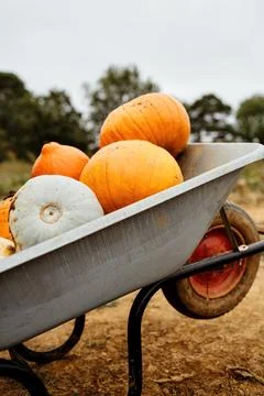 Pumpkins in a rustic wheelbarrow Stock Photos