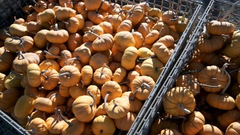 Pumpkins for sale Stock Footage 116633583