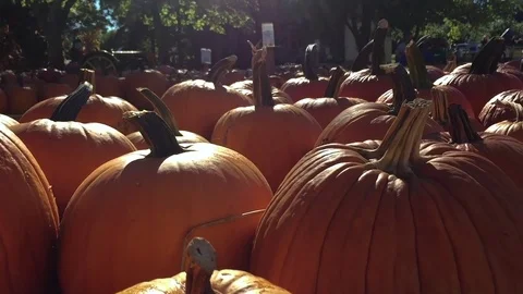 Pumpkins for sale outside Stock Footage 77807833