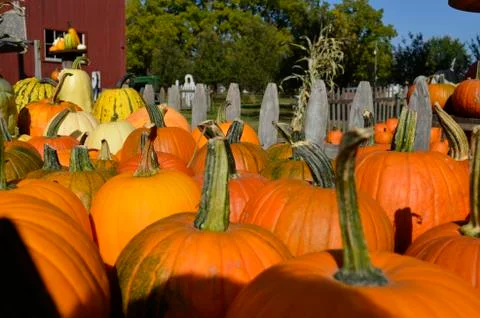 Pumpkins for sale Stock Photos