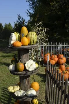 Pumpkins for sale Stock Photos