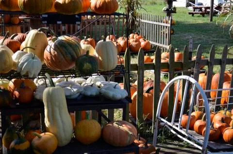 Pumpkins for sale Stock Photos